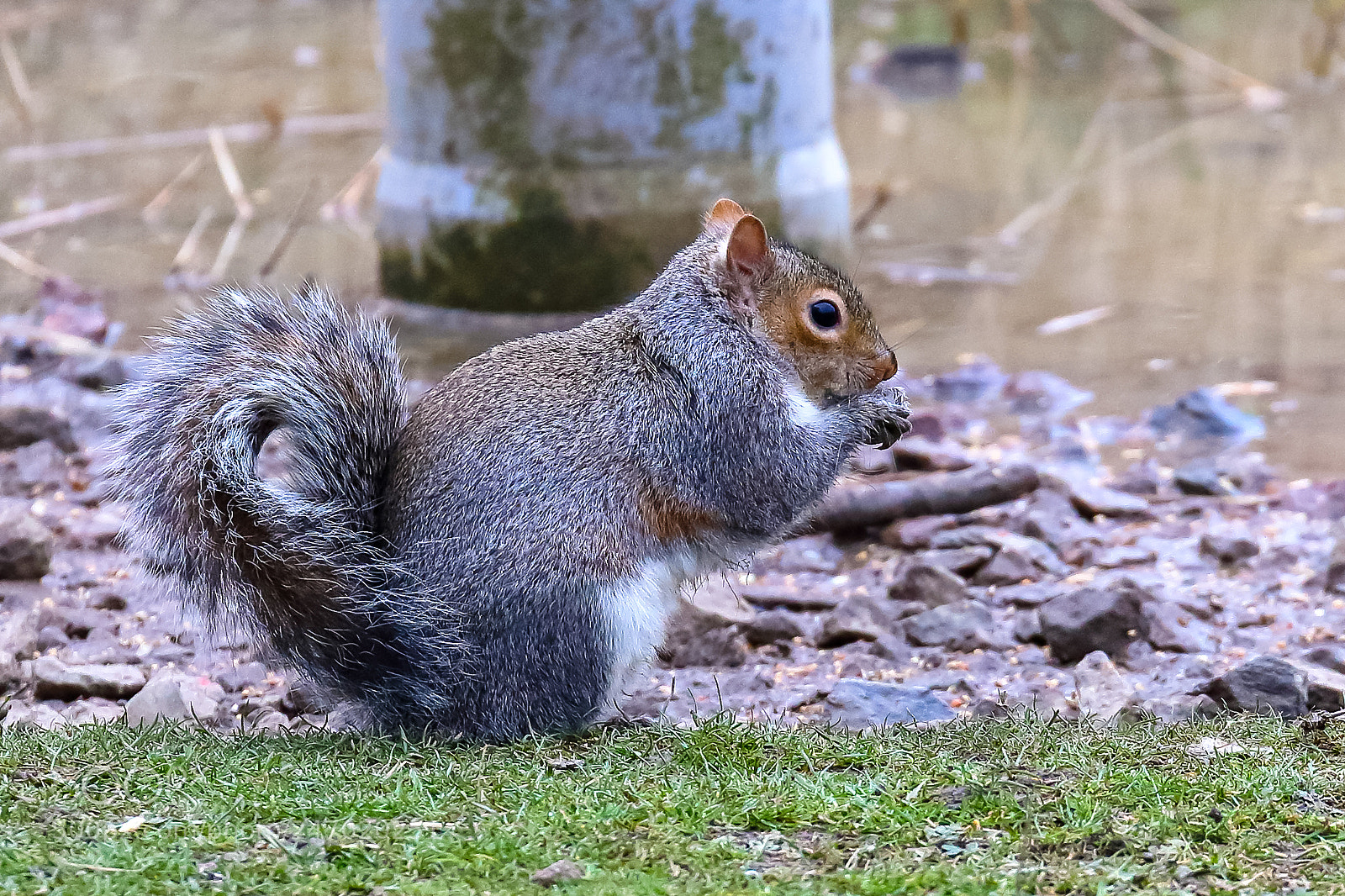 Canon EOS 7D Mark II sample photo. Grey squirrel. photography