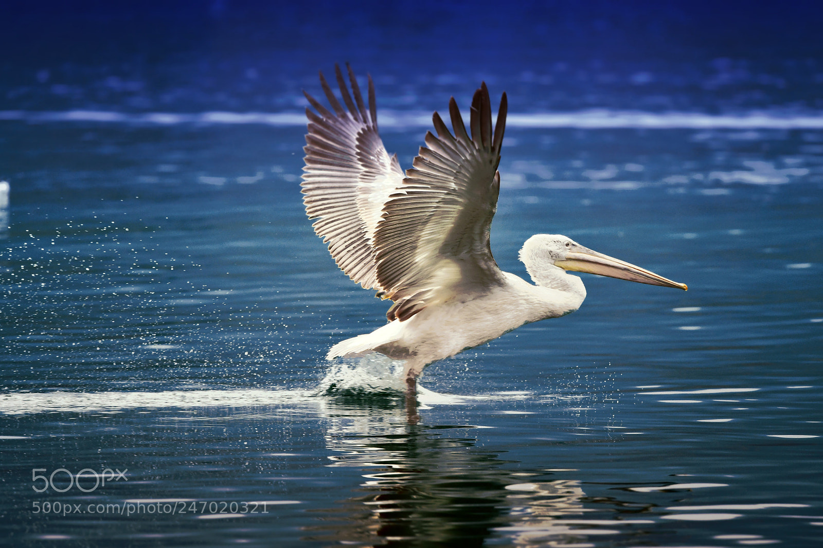 Nikon D500 sample photo. Landing photography