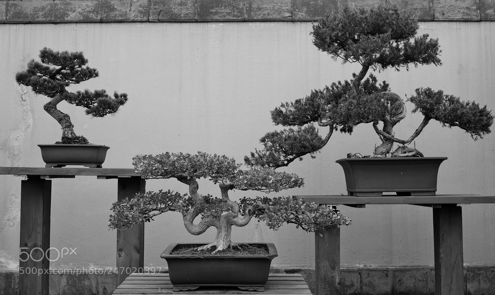 Fujifilm X-Pro2 sample photo. Bonsai photography
