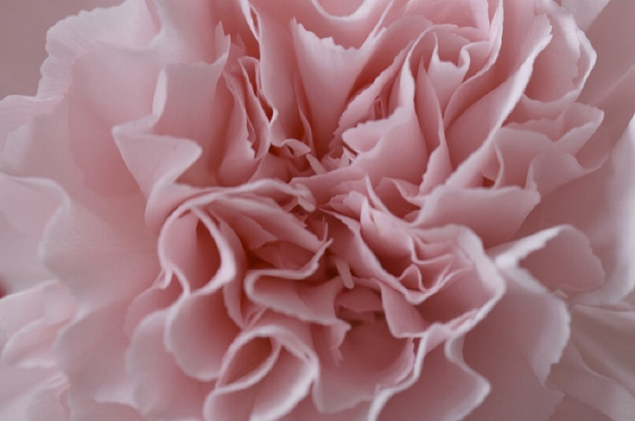 Sigma 105mm F2.8 EX DG OS HSM sample photo. Heart of a flower photography