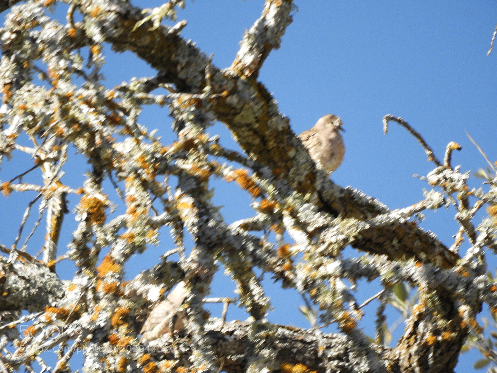 Nikon Coolpix B700 sample photo. Dove warming up in photography