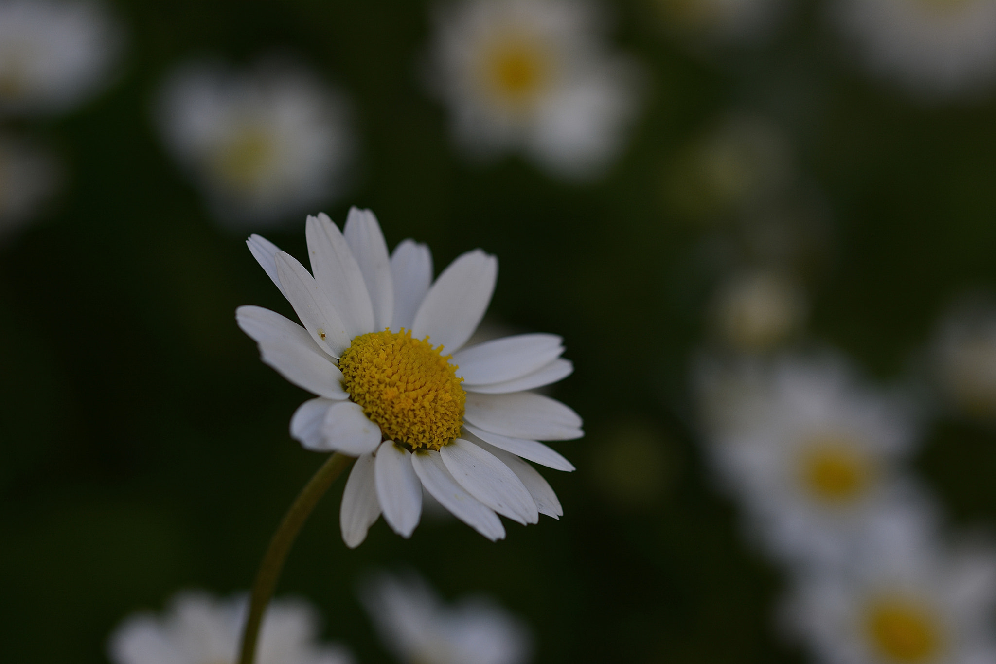 Nikon D7100 sample photo. Daisy photography
