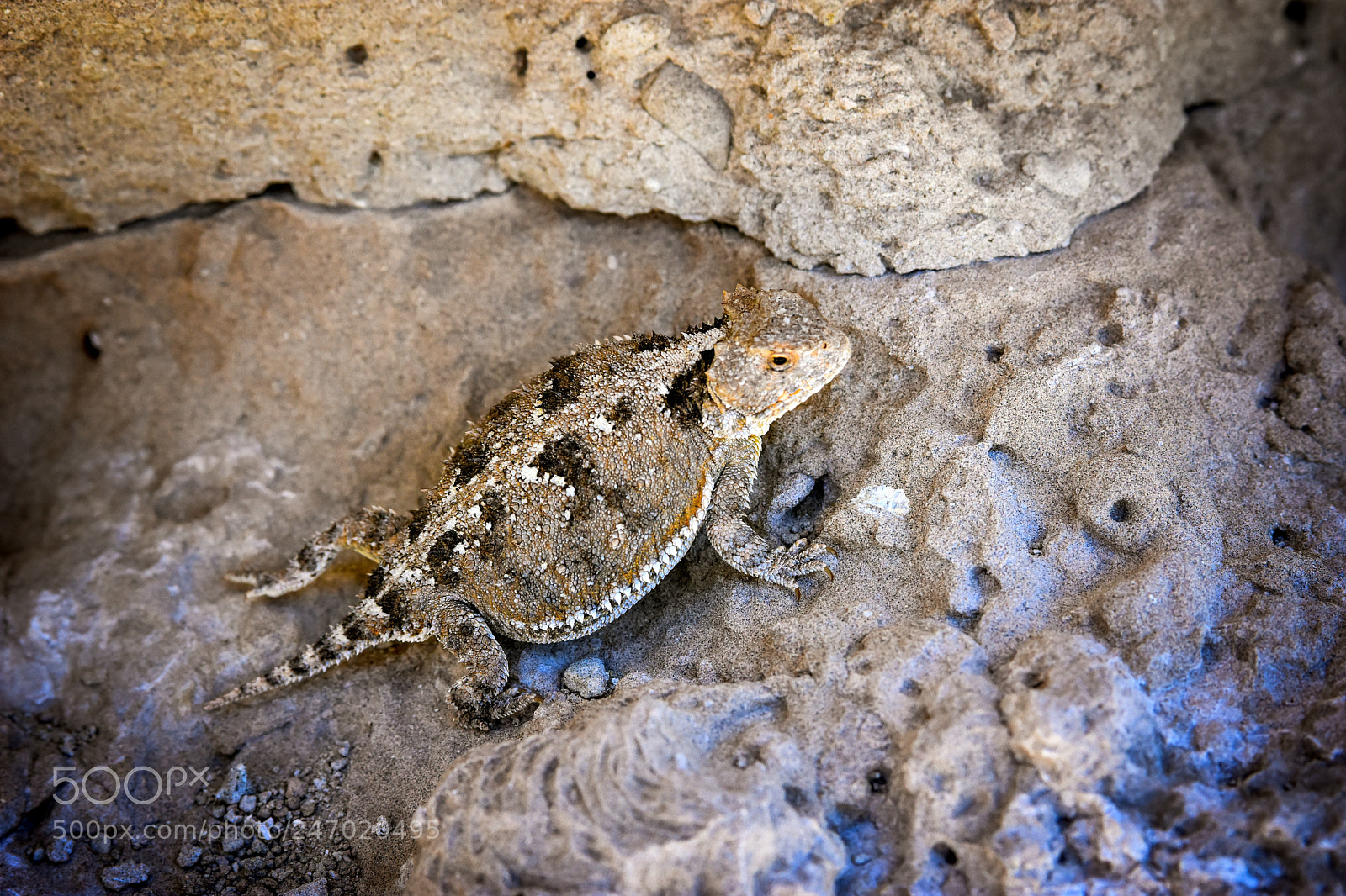 Nikon D7200 sample photo. Desert lizard photography