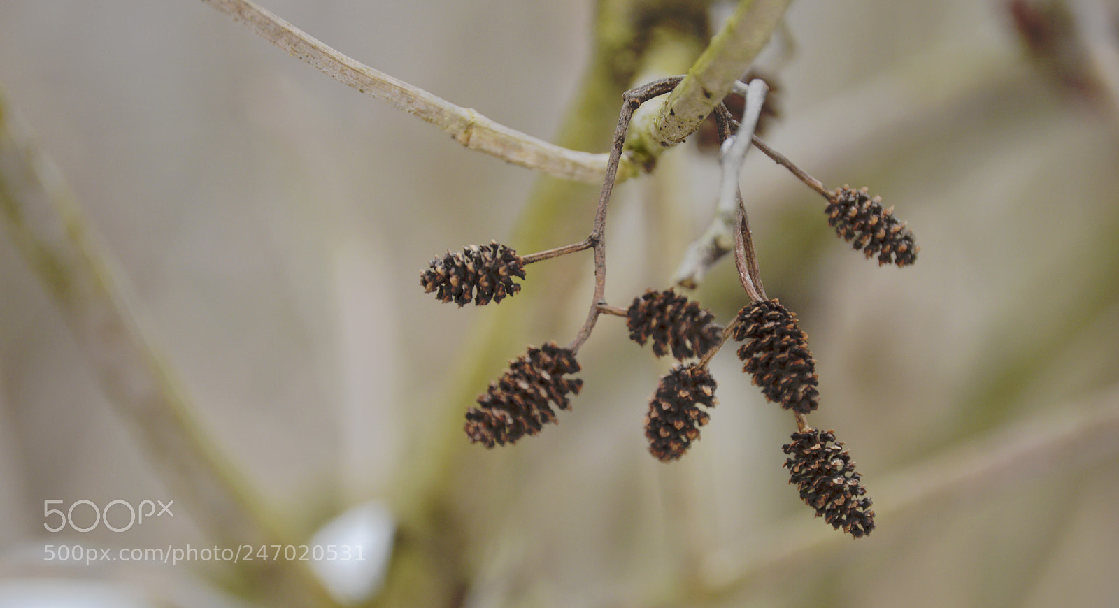 Nikon D3200 sample photo. Walking in the forest photography