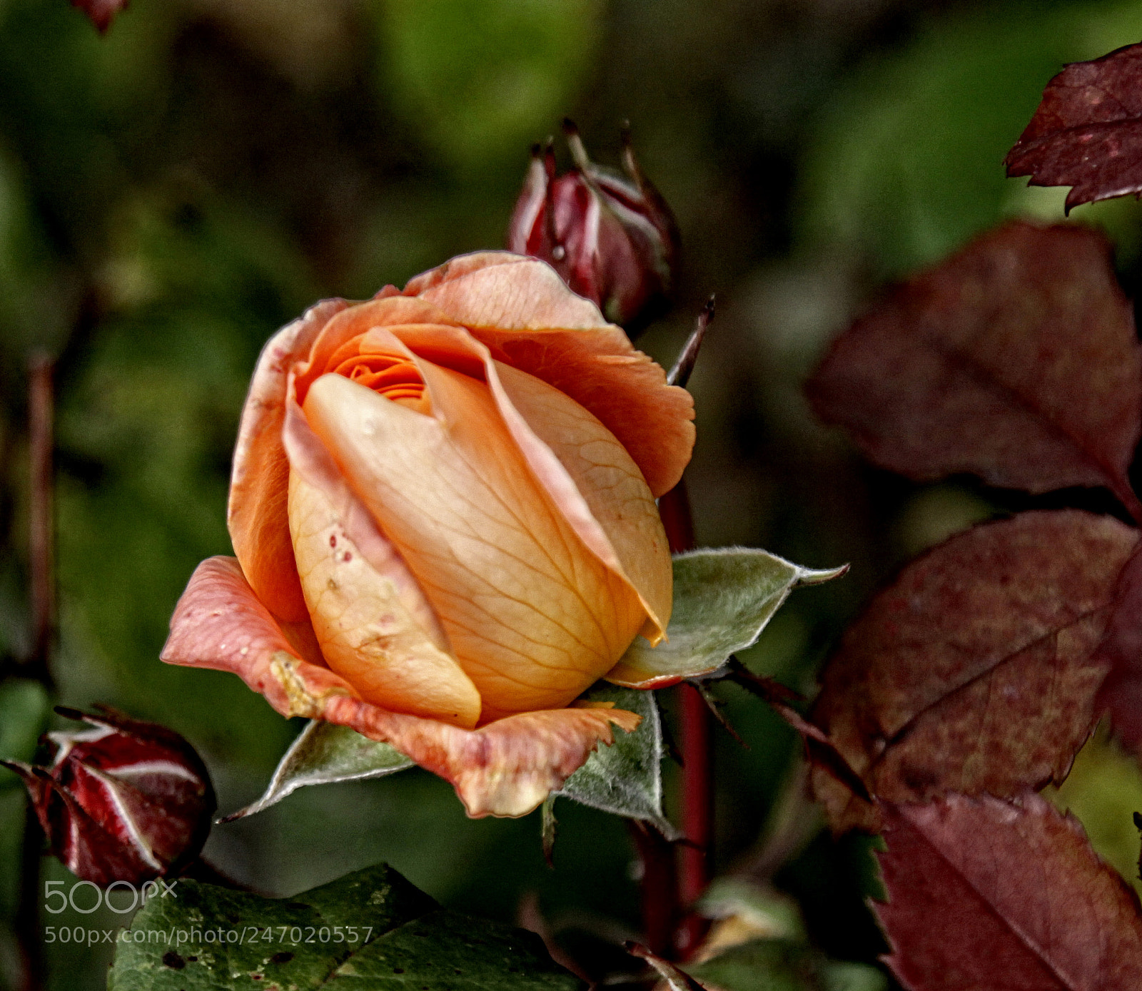 Canon EOS 50D sample photo. Brnd rose 17 o photography