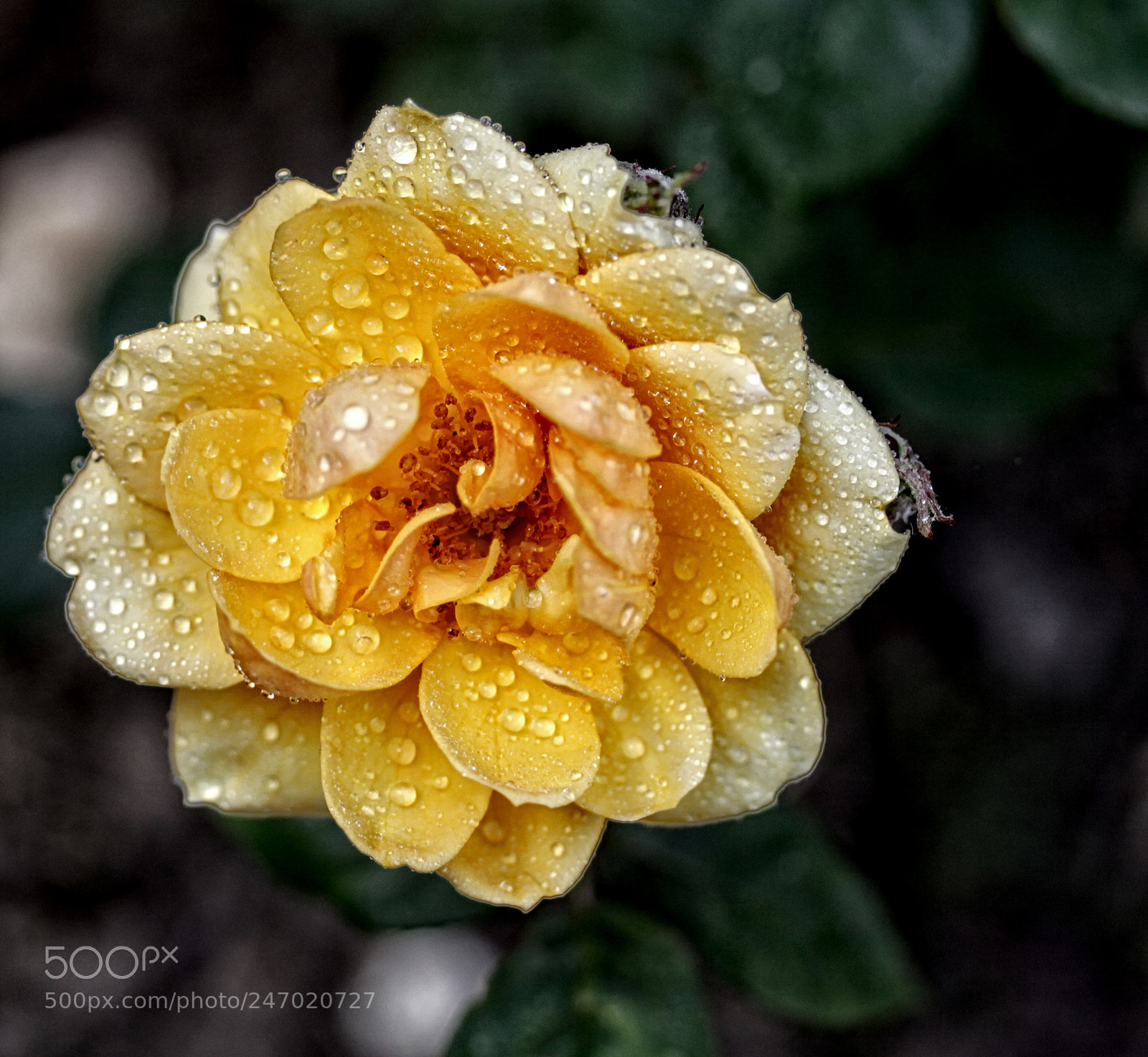 Canon EOS 50D sample photo. Ba rose 45 photography