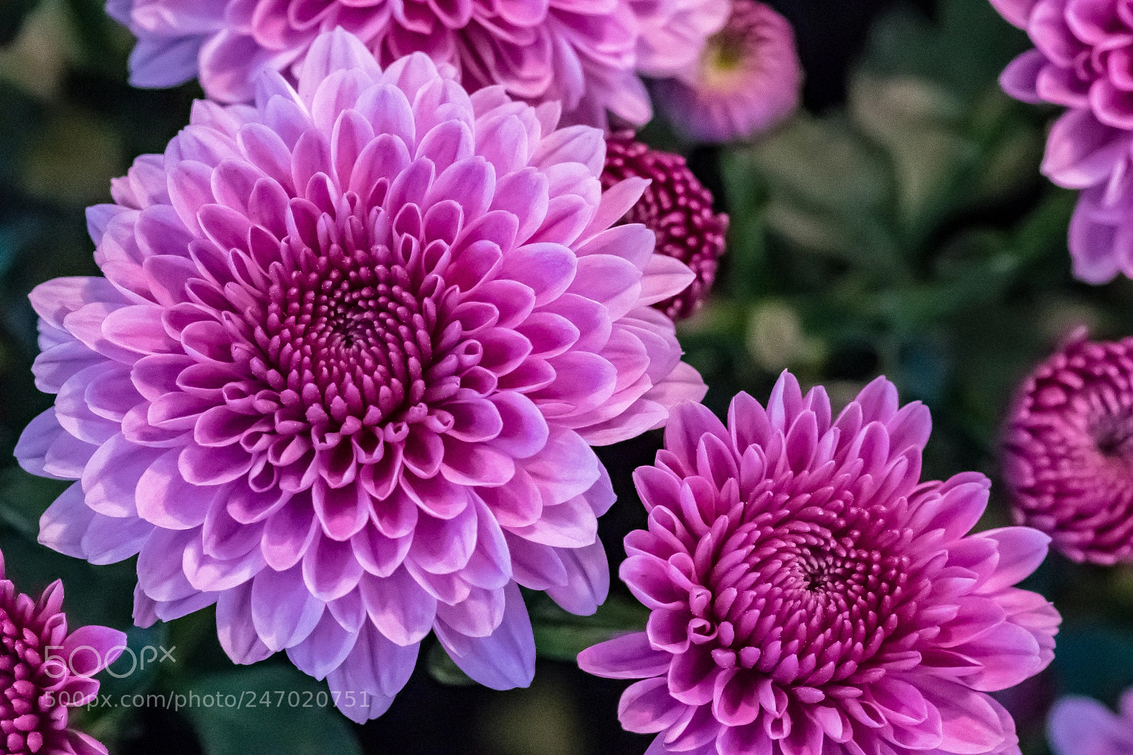 Sony a9 sample photo. Pink perfection photography