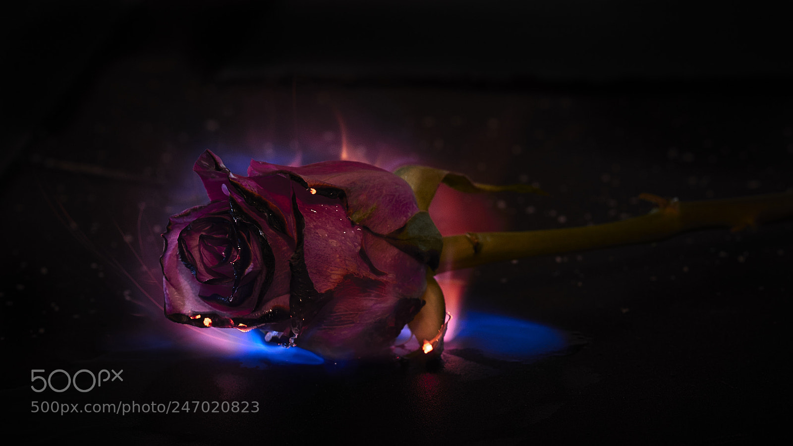 Nikon D800E sample photo. Glow photography