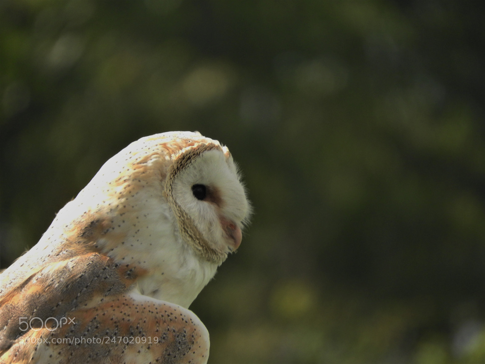 Nikon Coolpix P610 sample photo. Owl photography