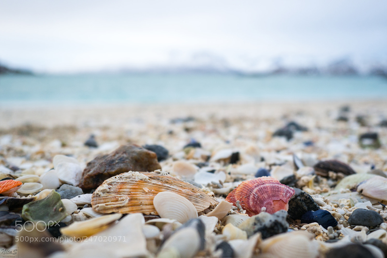Olympus OM-D E-M1 Mark II sample photo. Shells of sommaroy photography