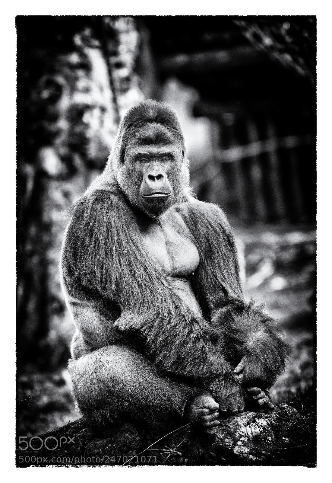 Nikon D500 sample photo. King kong in captivity photography