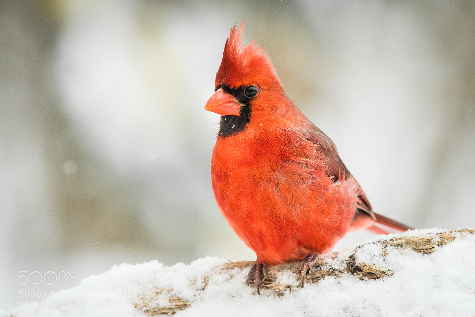 Nikon D500 sample photo. Red cardinal photography