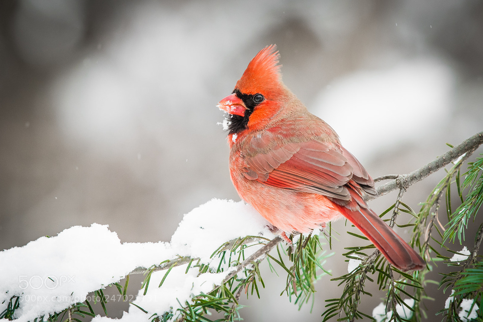 Nikon D500 sample photo. Red cardinal photography