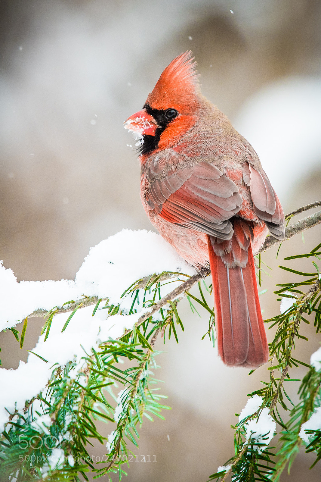 Nikon D500 sample photo. Red cardinal photography