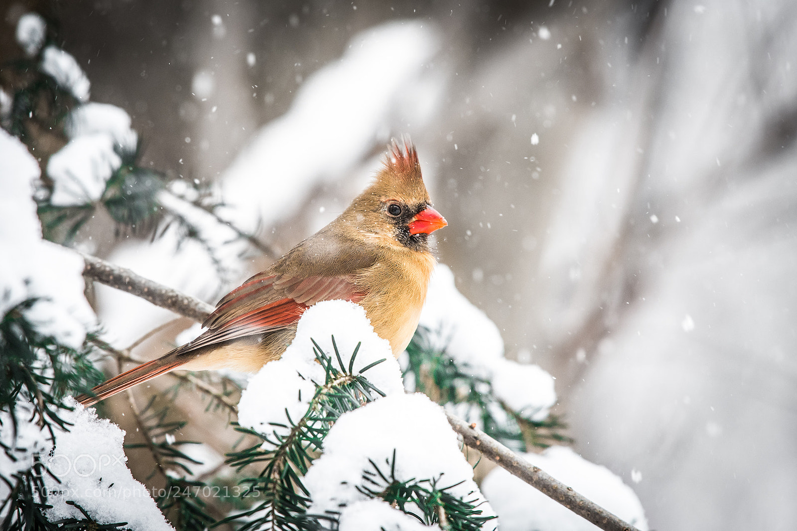 Nikon D500 sample photo. Red cardinal photography