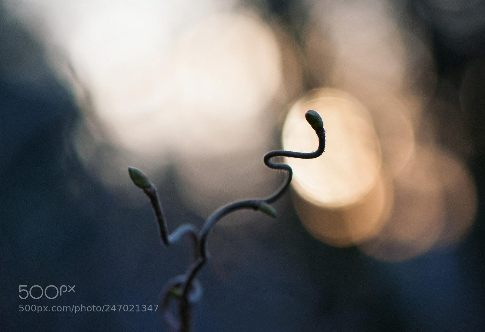 Nikon D300S sample photo. Snakes photography