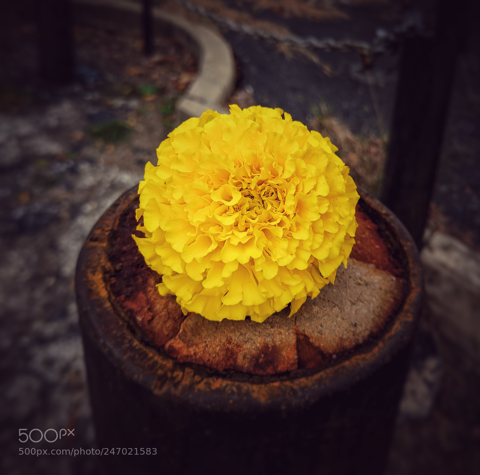 Google Pixel sample photo. Untitled photography