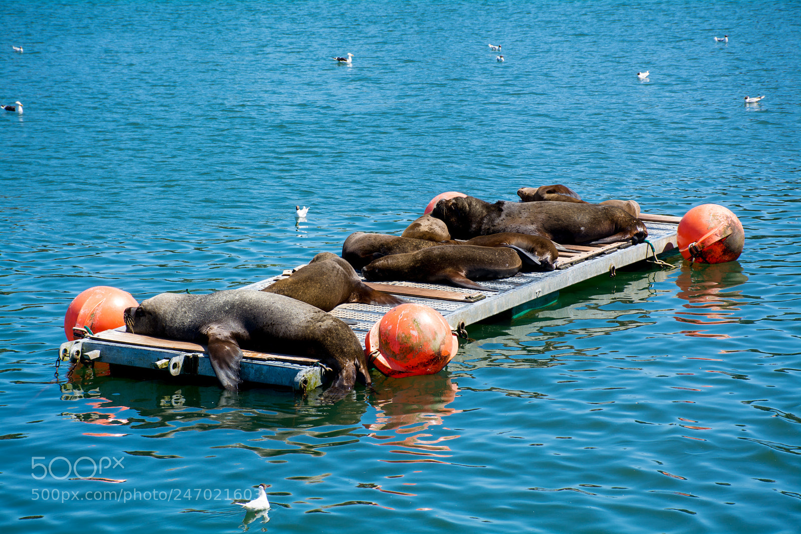 Nikon D5200 sample photo. Nap time photography