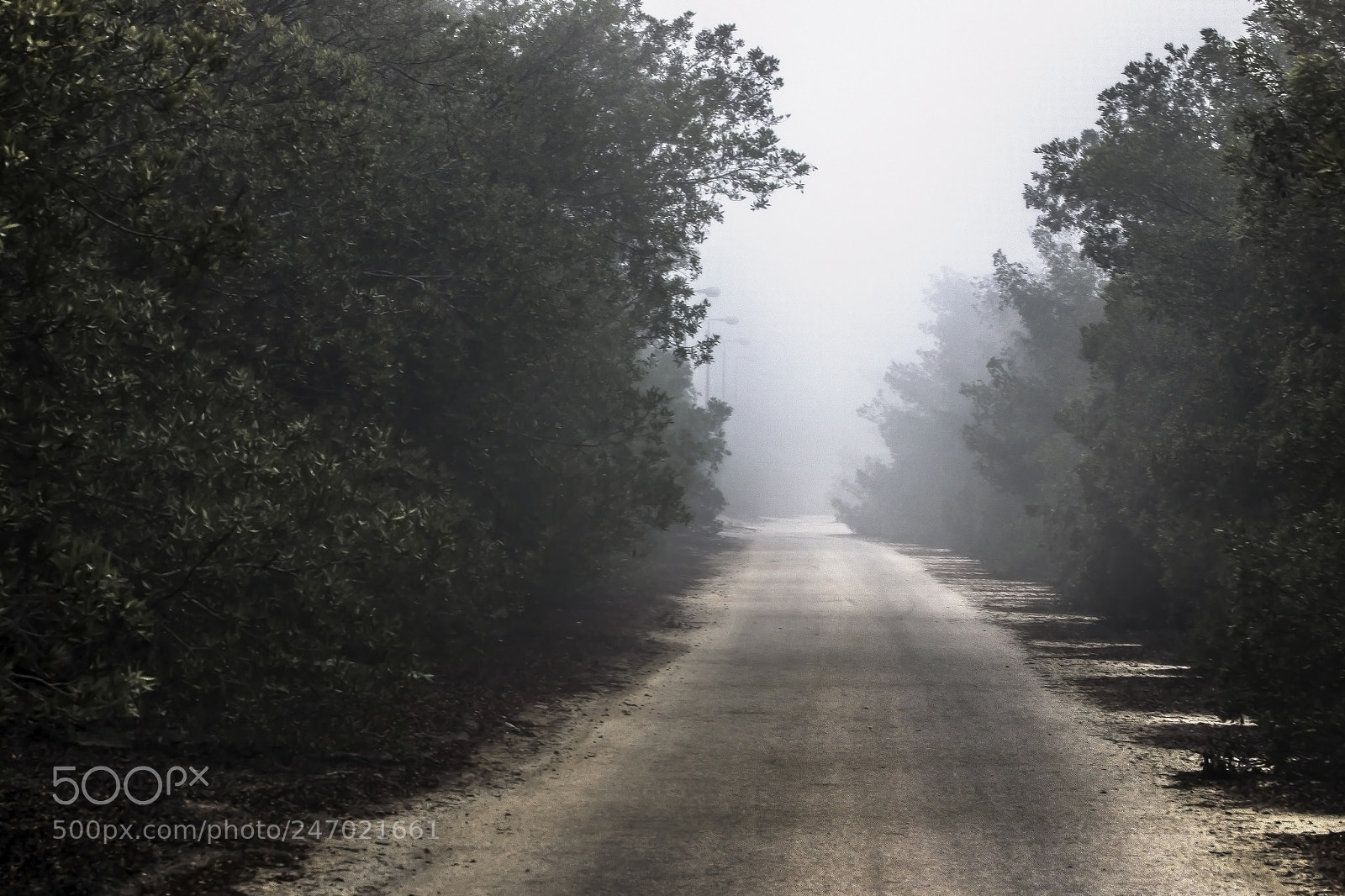 Canon EOS 550D (EOS Rebel T2i / EOS Kiss X4) sample photo. The fog road photography