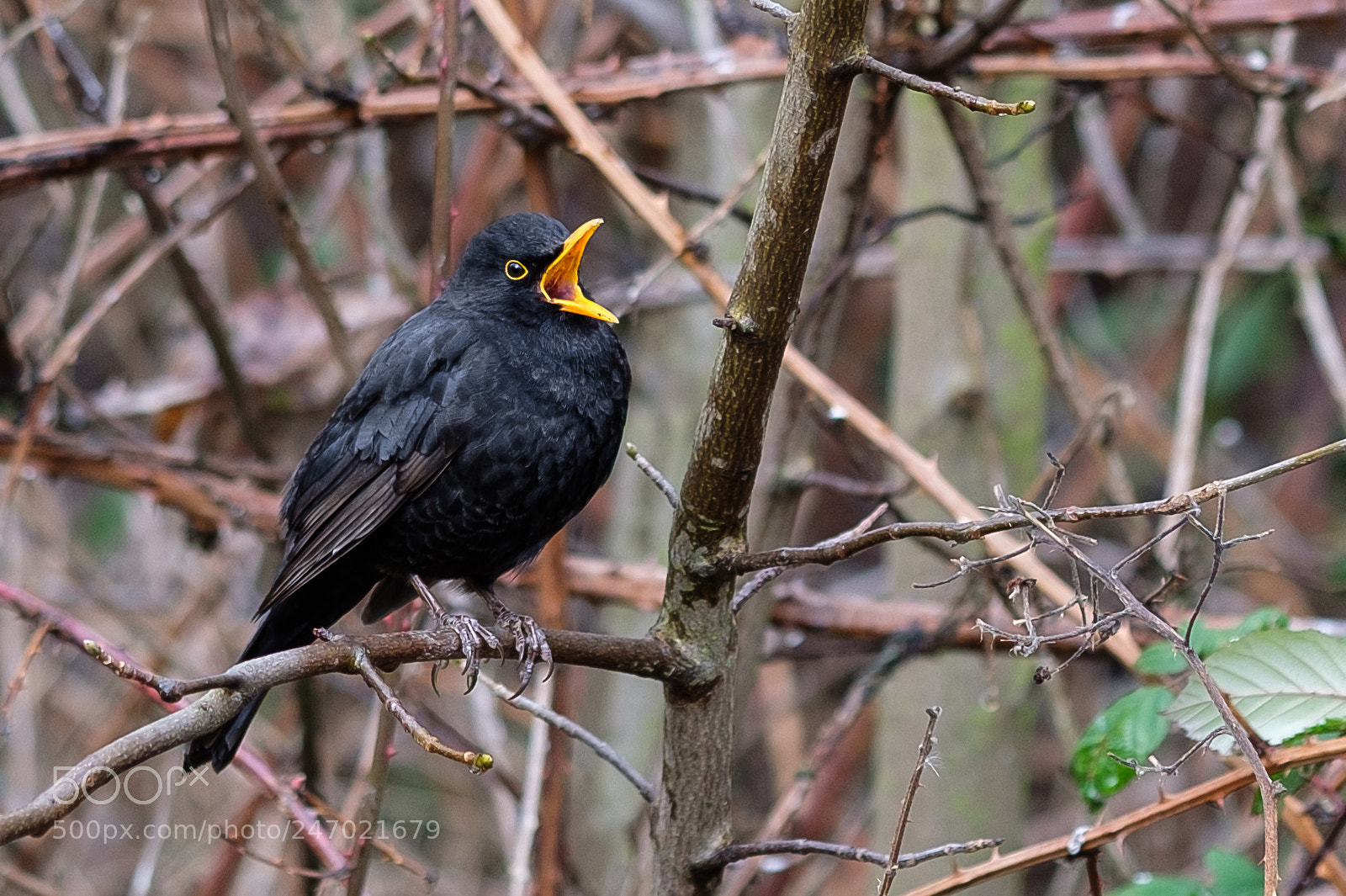 Fujifilm X-T2 sample photo. Singing black bird photography
