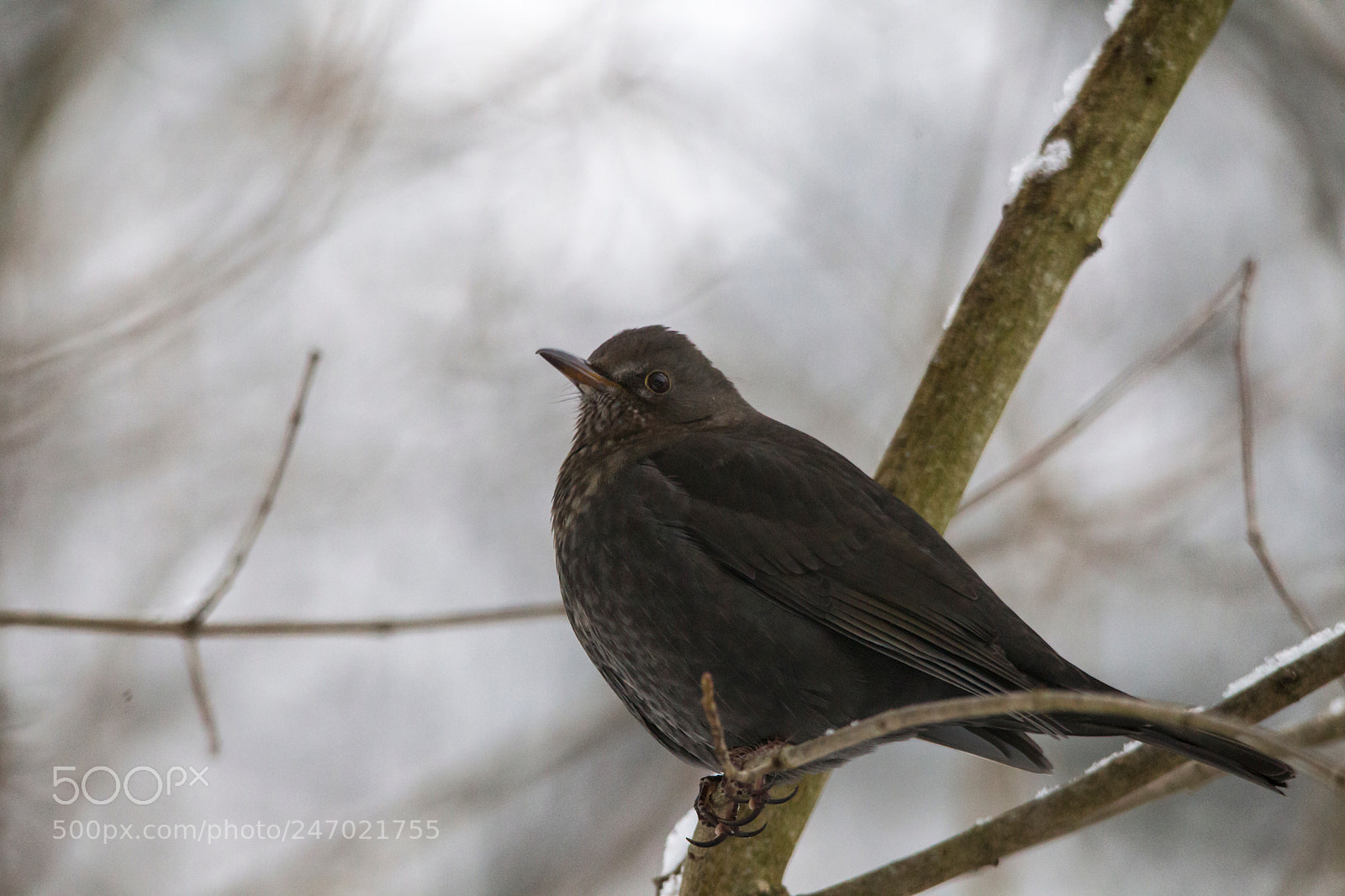Canon EOS-1D Mark IV sample photo. A blackbird with yellow photography