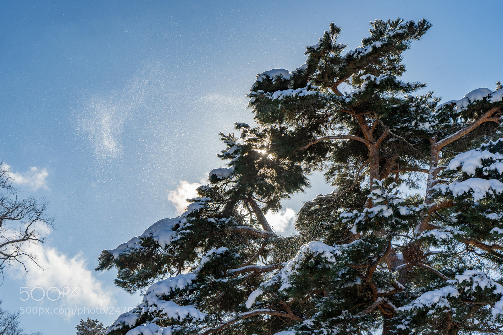 Sony a7 II sample photo. Blowed snow photography