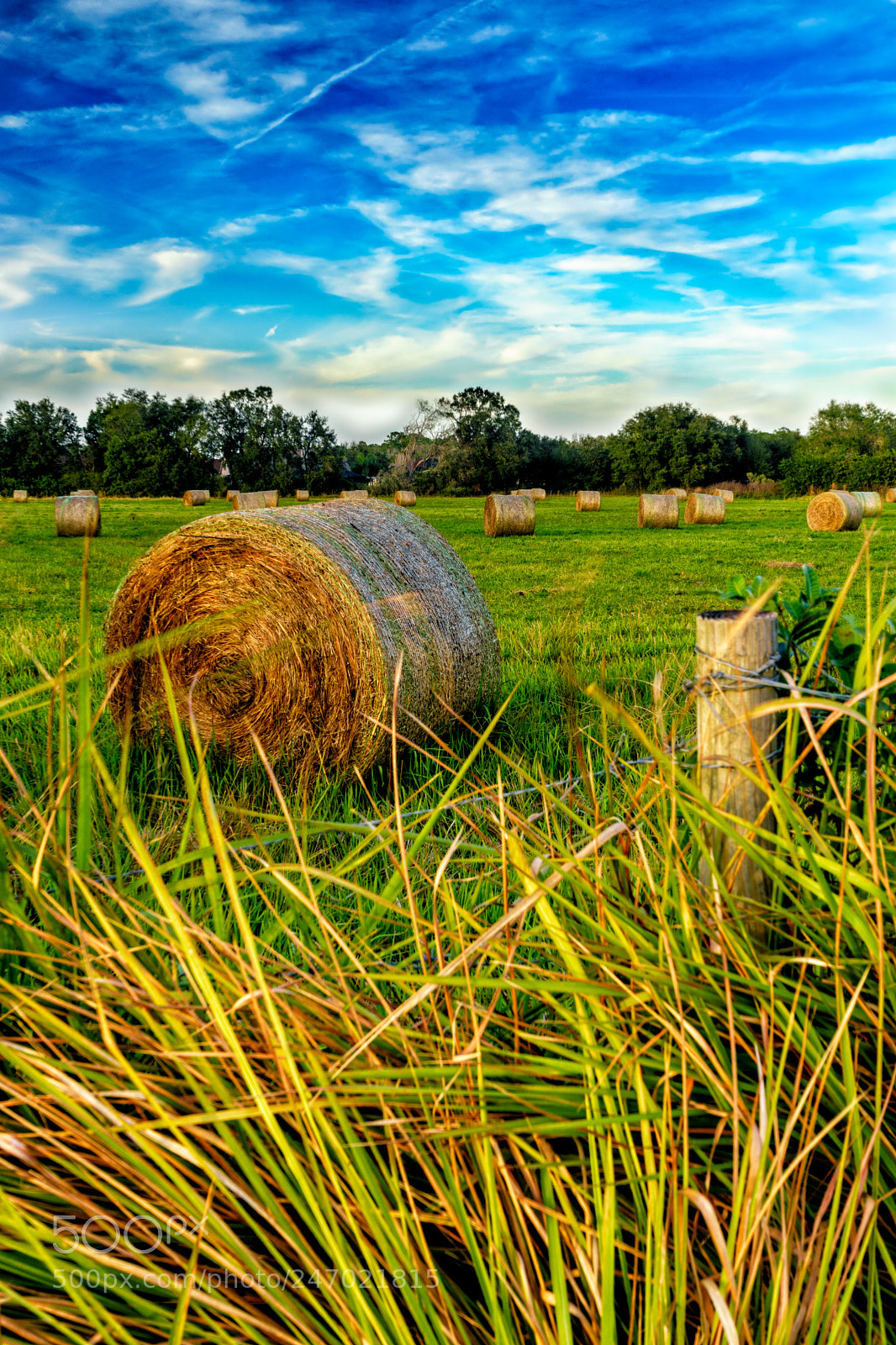Sony a7 sample photo. Growth. - psalm 104:13-14 photography