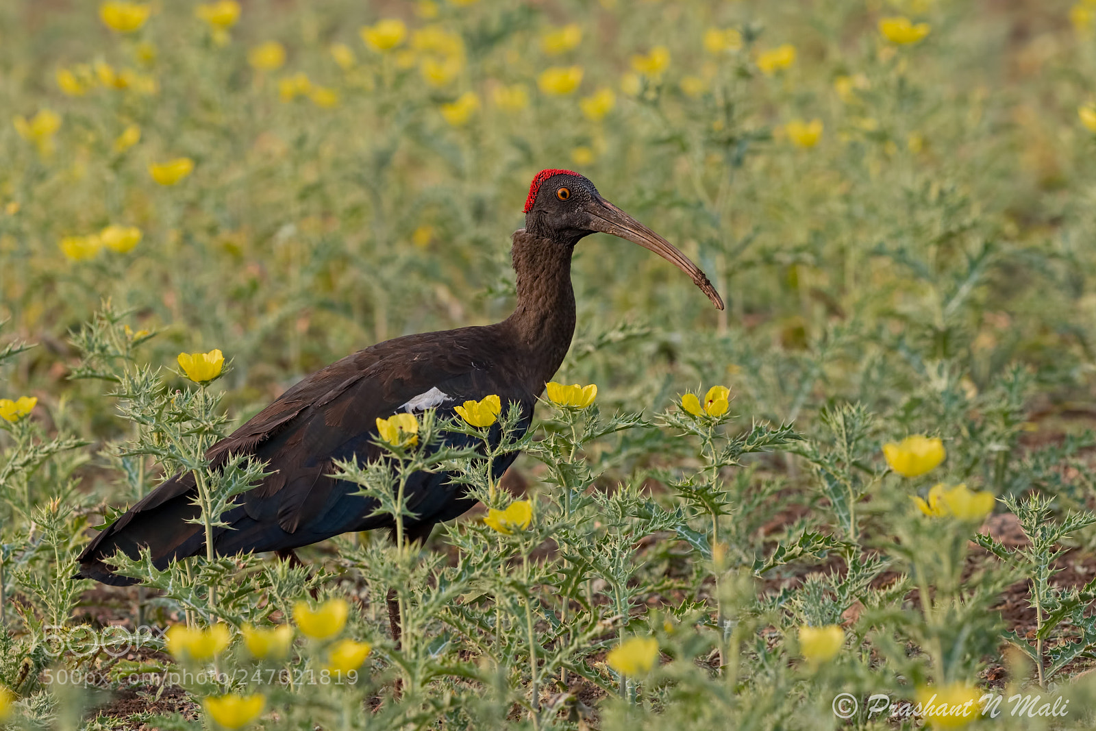Canon EOS 7D Mark II sample photo. Red-naped ibis photography