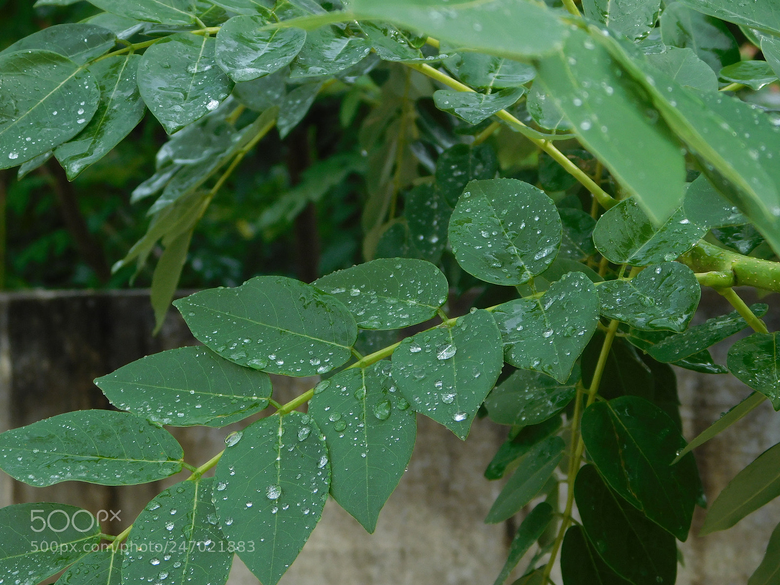 Nikon Coolpix L840 sample photo. Rain photography