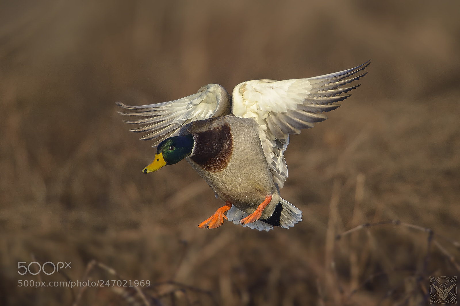 Nikon D4S sample photo. Anas platyrhynchos, germano reale,canard photography