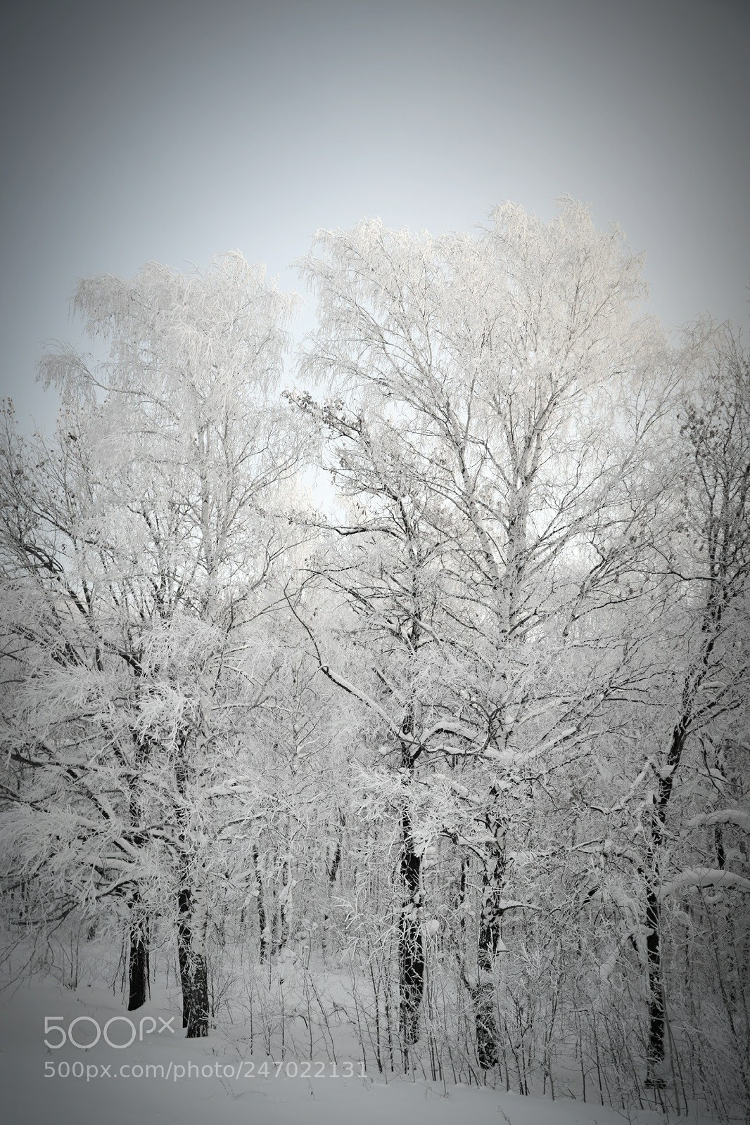 Nikon D3100 sample photo. Winter photography
