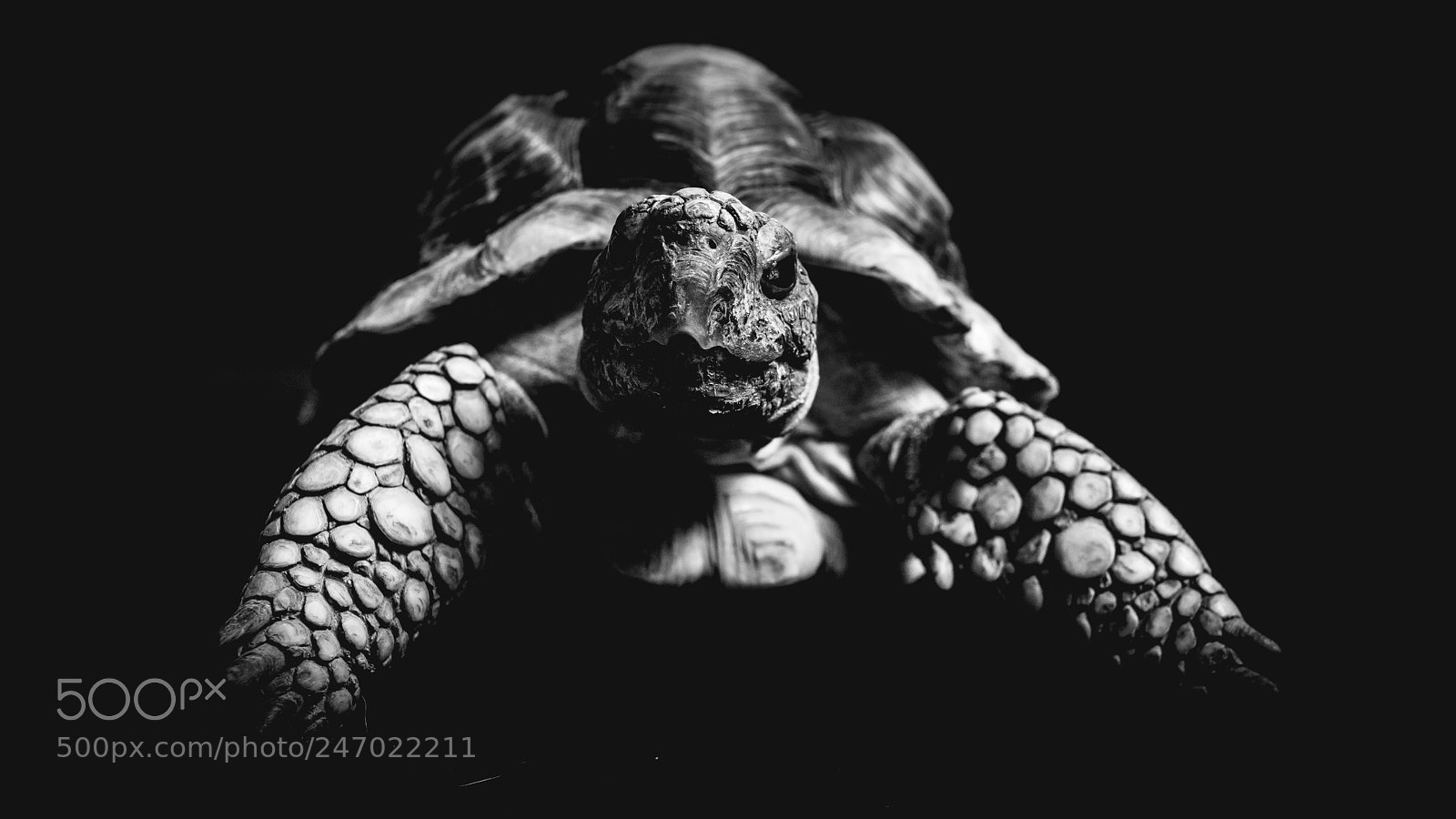 Canon EOS-1Ds Mark III sample photo. Baltazar photography