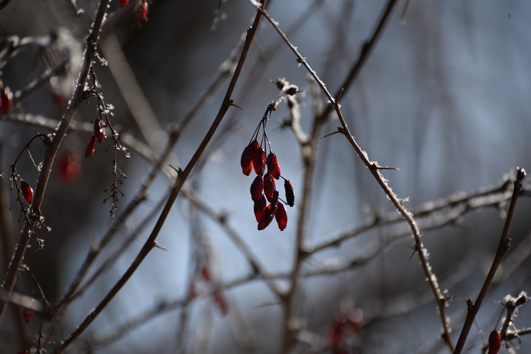 Nikon D610 sample photo