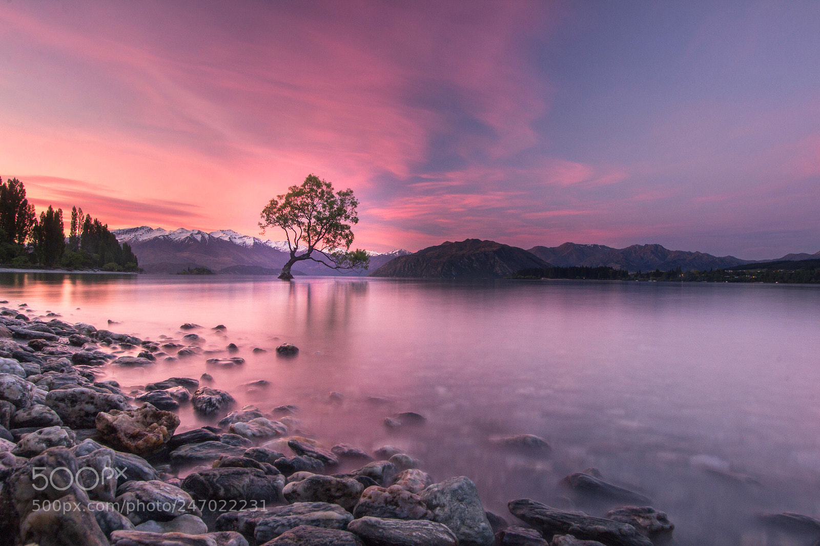 Canon EOS 600D (Rebel EOS T3i / EOS Kiss X5) sample photo. That wanaka tree wanaka photography