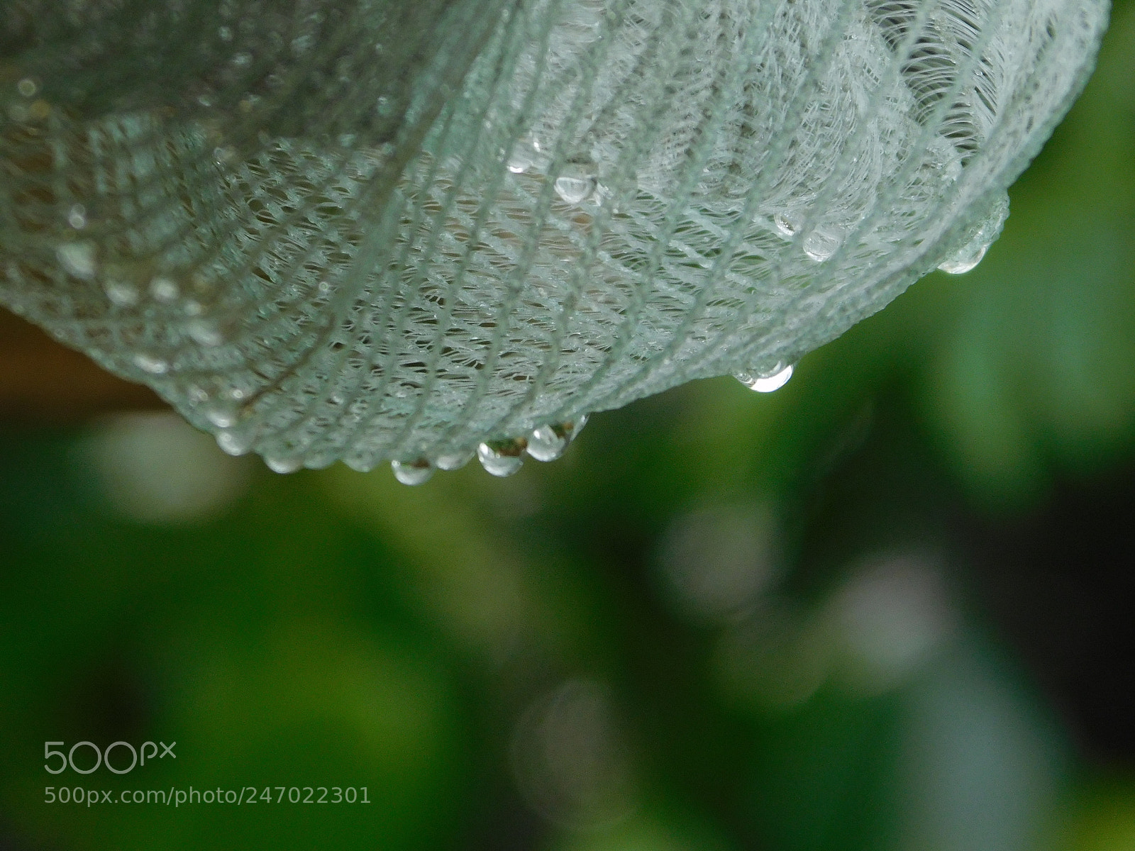 Nikon Coolpix L840 sample photo. Rain photography