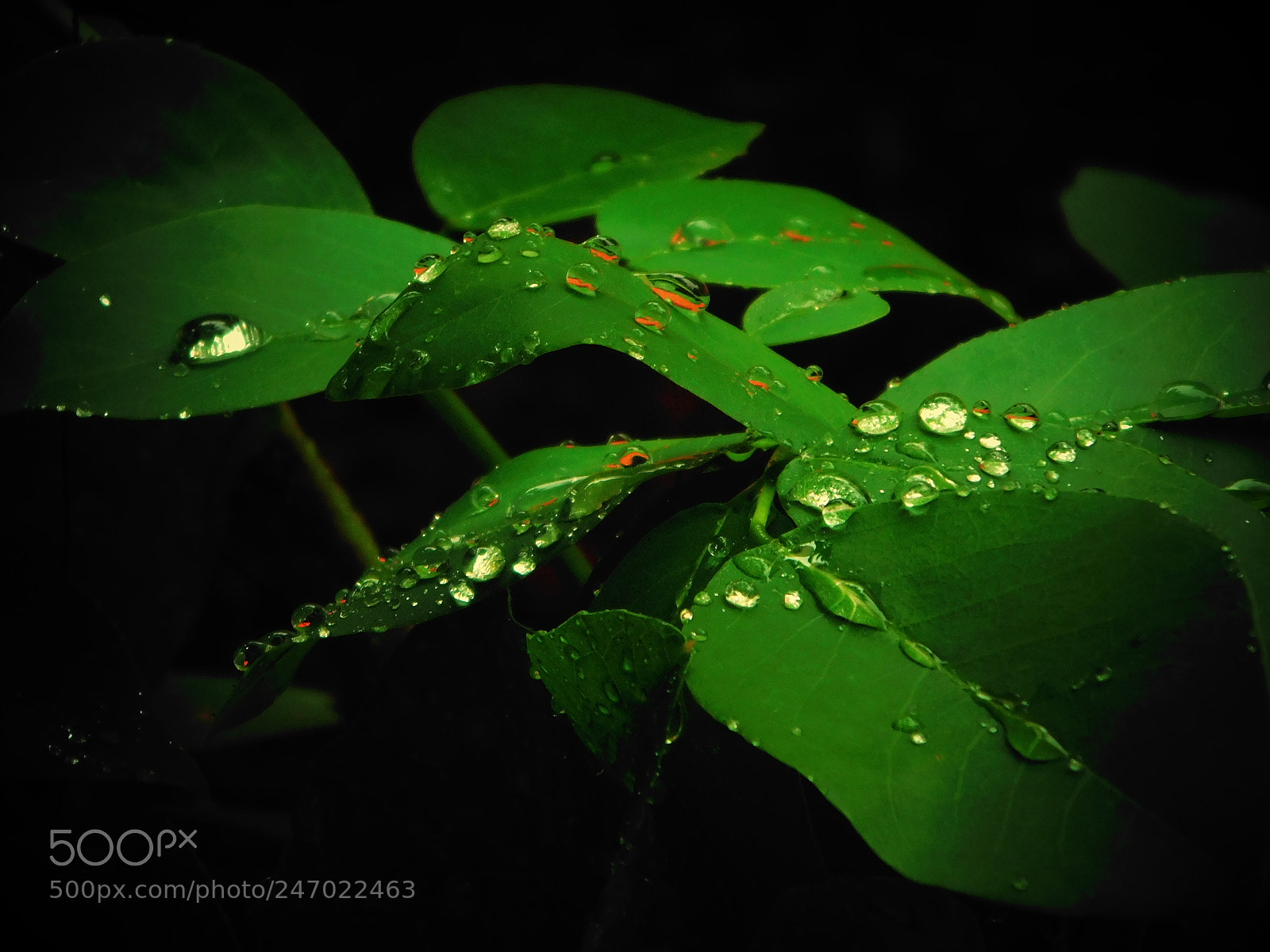 Nikon Coolpix L840 sample photo. Rain photography