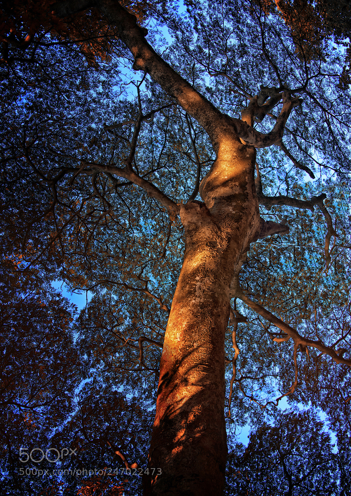 Nikon D610 sample photo. Tree of life photography