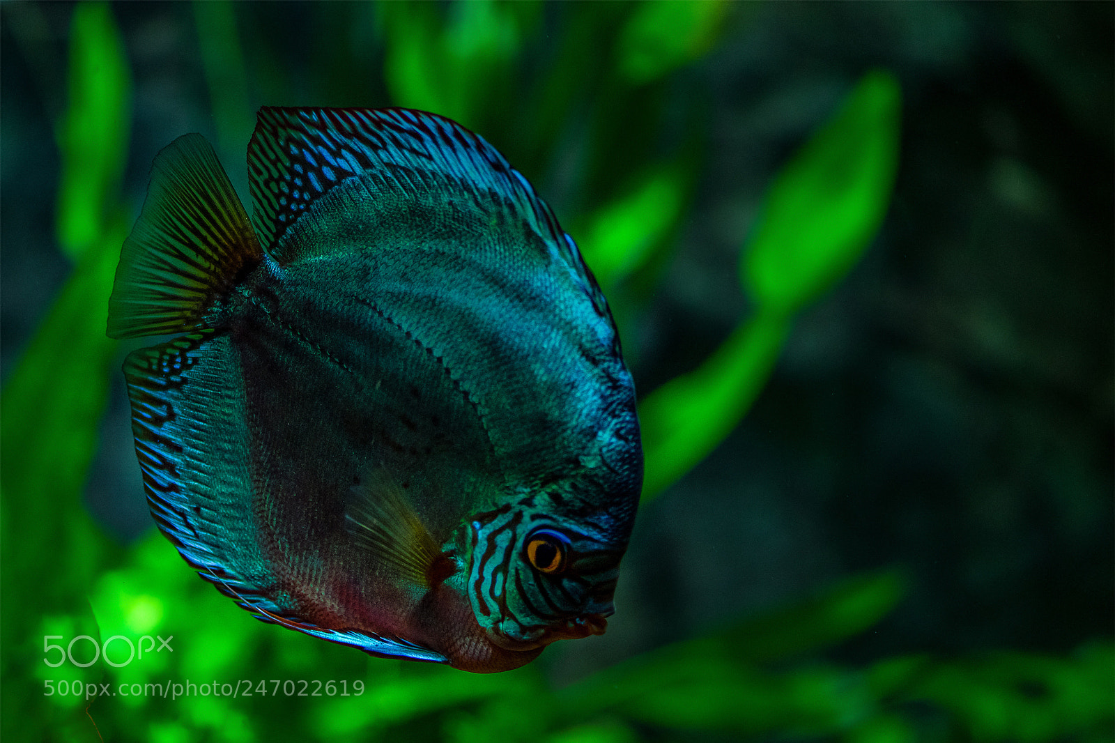 Sony a7 II sample photo. Blau photography