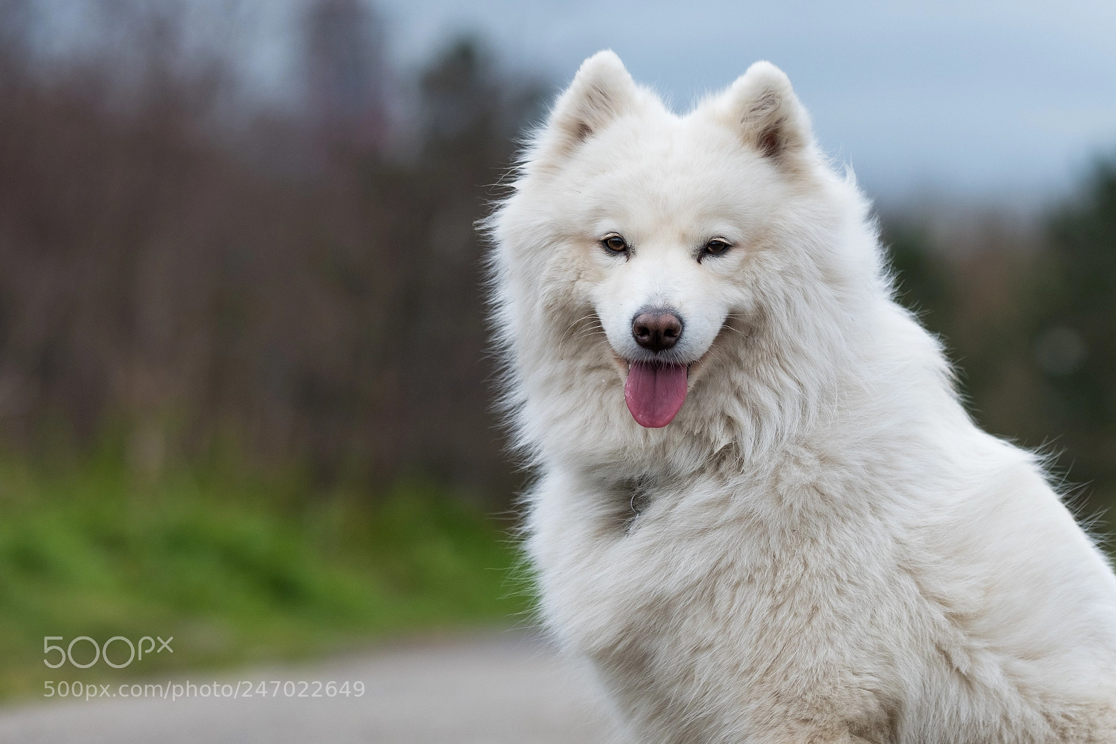 Fujifilm X-T2 sample photo. The white dog (no: 2) photography