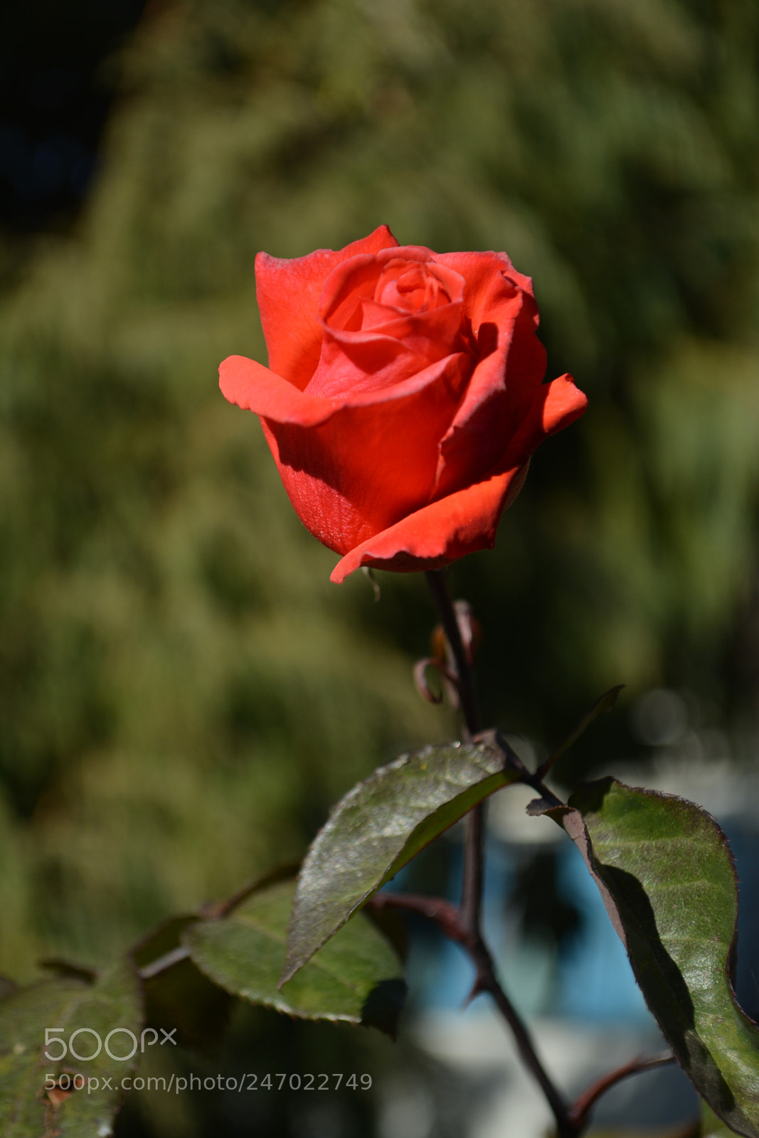 Nikon D5200 sample photo. Symbol of love photography
