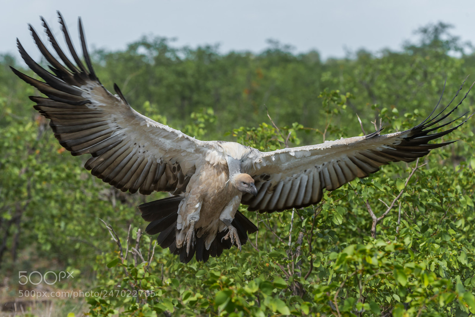 Nikon D810 sample photo. Full flaps photography