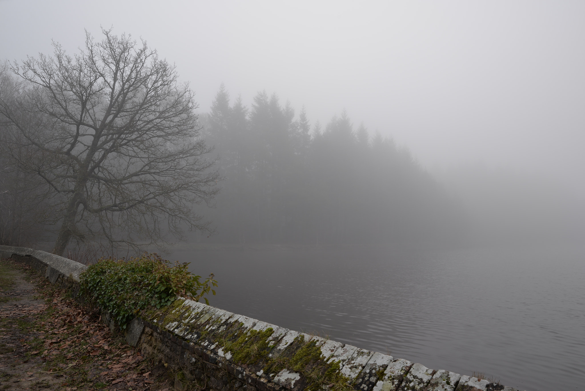 Tamron SP 24-70mm F2.8 Di VC USD sample photo. Brouillard photography