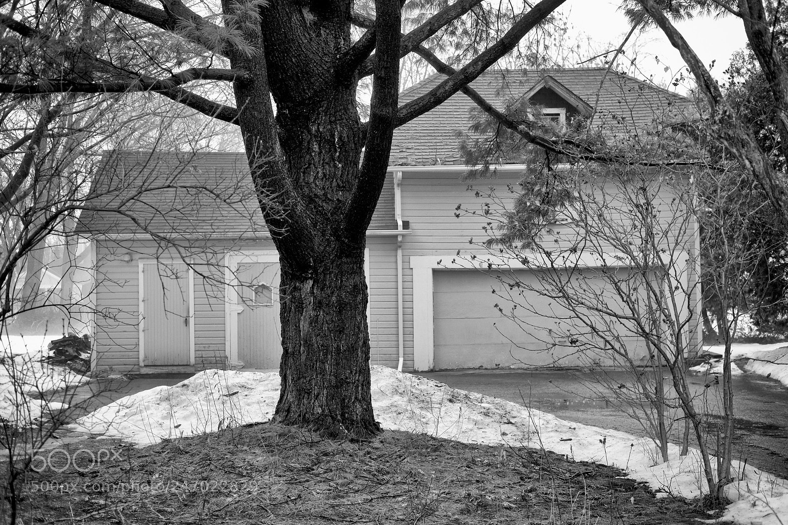 Fujifilm X-Pro2 sample photo. Old pine and even photography
