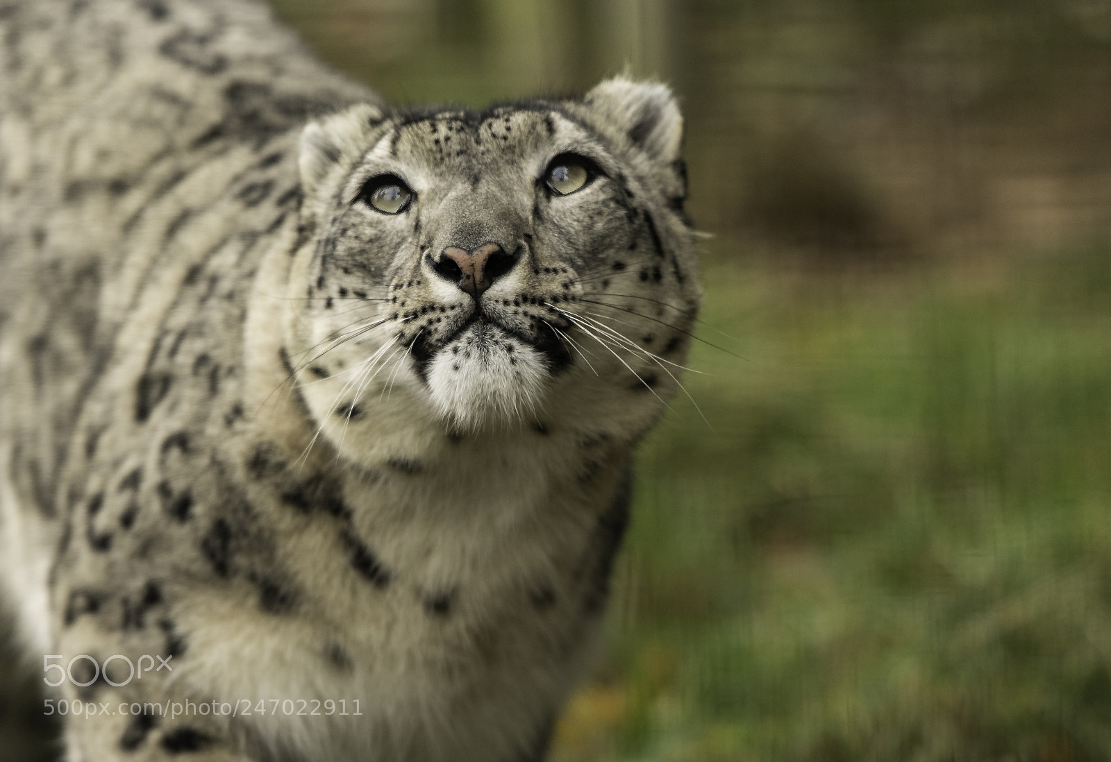 Nikon D5 sample photo. Snow leopard series photography
