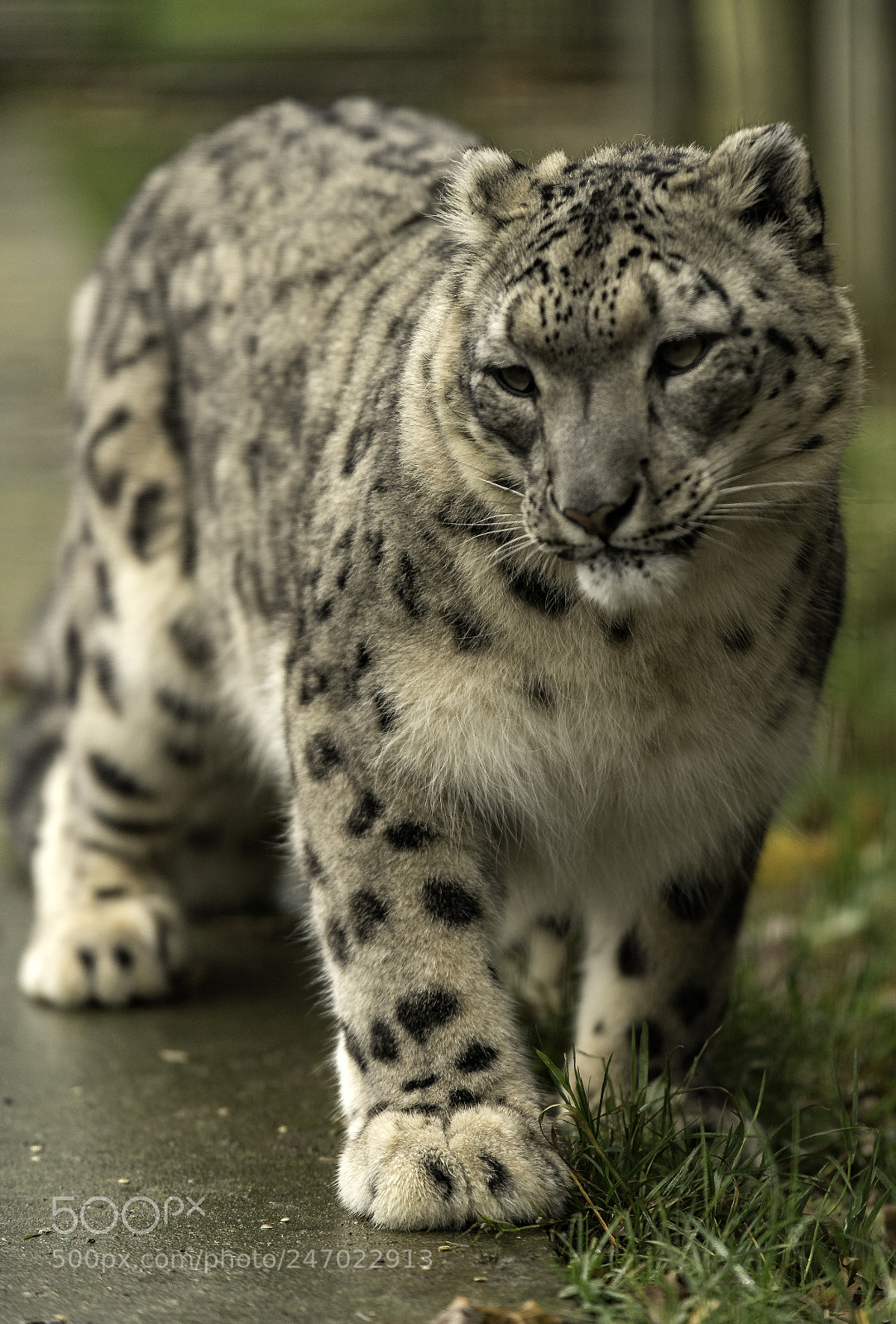 Nikon D5 sample photo. Snow leopard series photography
