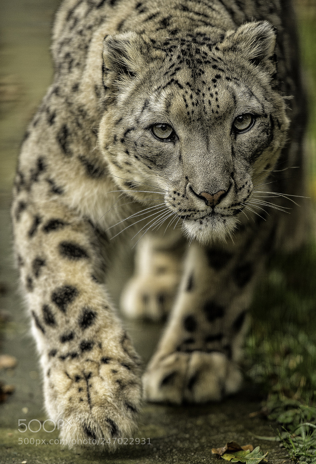 Nikon D5 sample photo. Snow leopard series photography