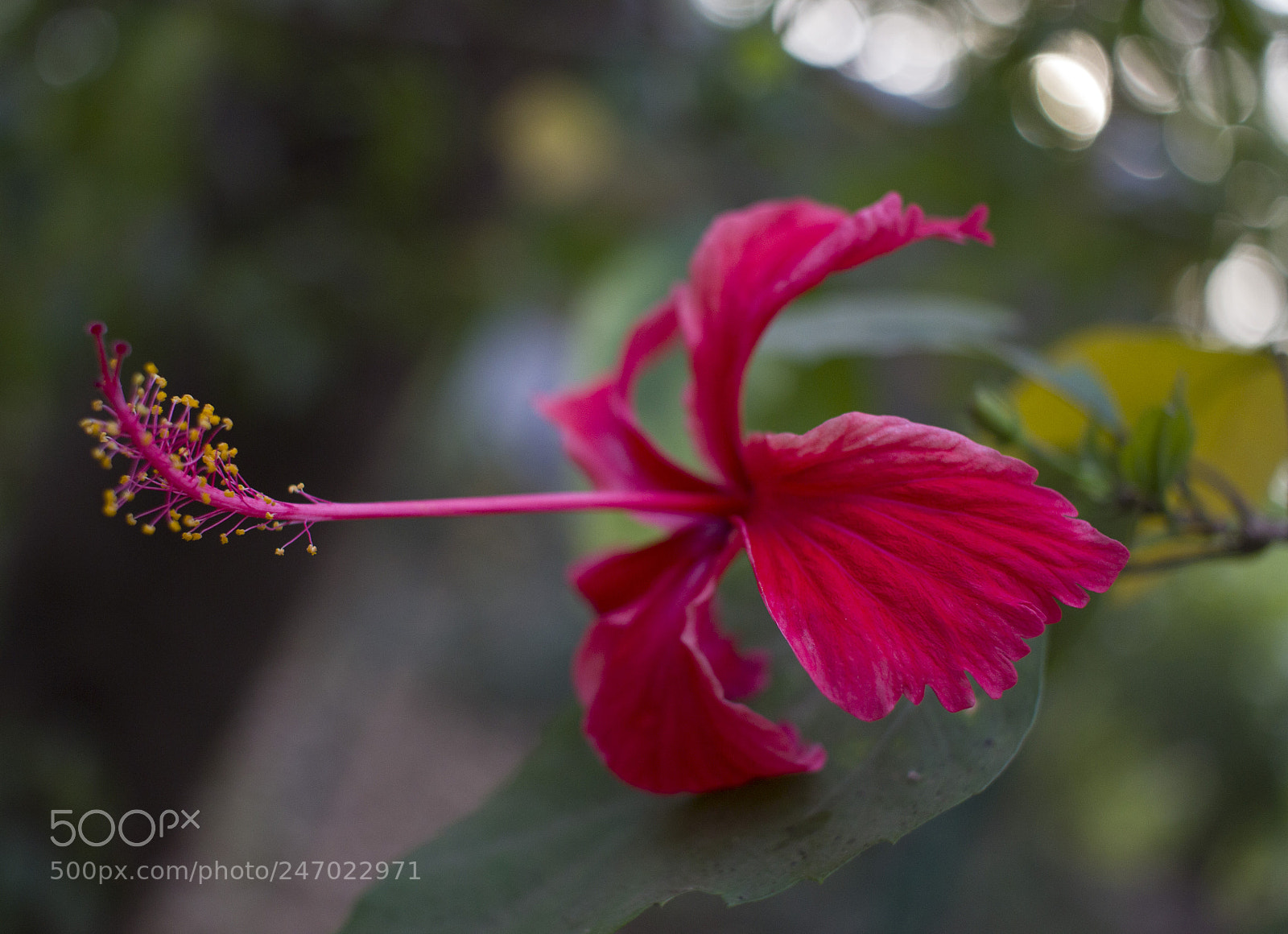Canon EOS 600D (Rebel EOS T3i / EOS Kiss X5) sample photo. Flower photography