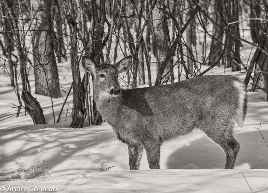 Nikon D850 sample photo. White tailed deer photography