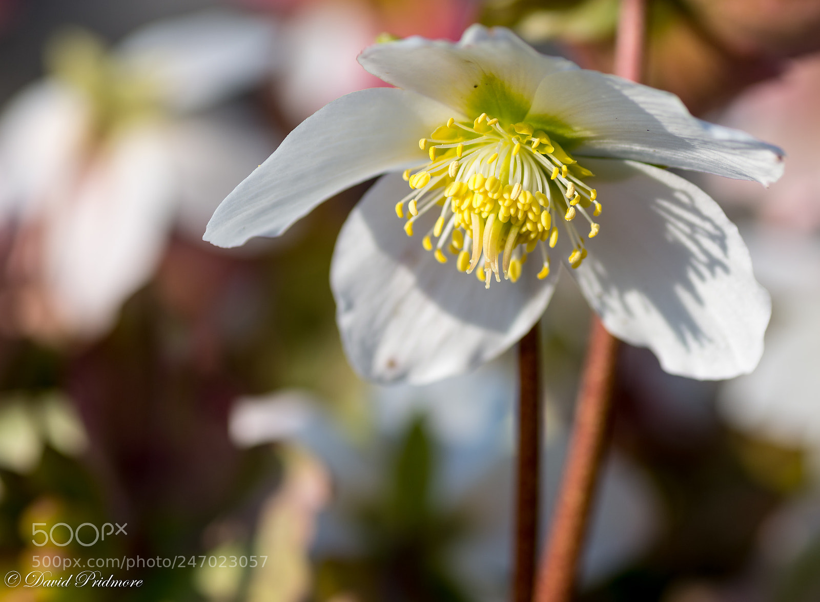 Nikon D7200 sample photo. Spring, well almost photography