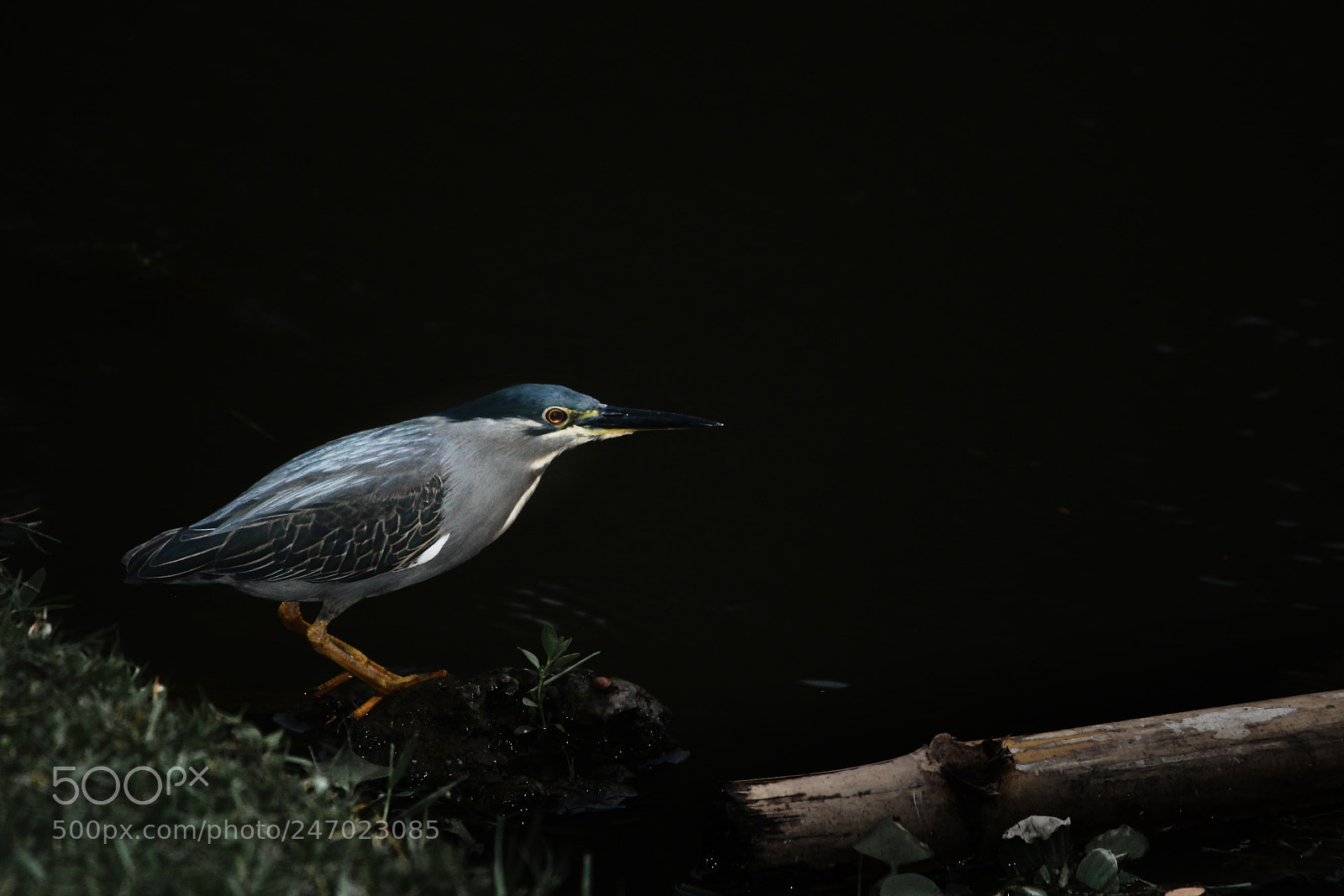 Canon EOS 550D (EOS Rebel T2i / EOS Kiss X4) sample photo. Where's my fish it's photography